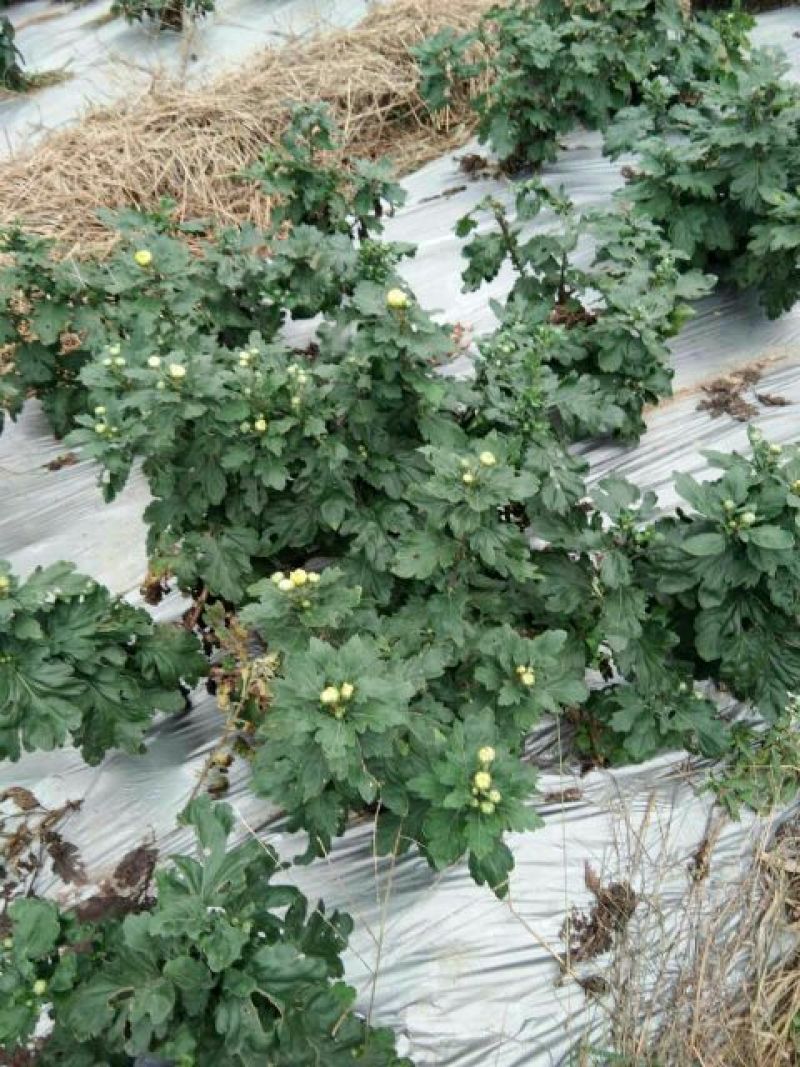金丝皇菊茶特级