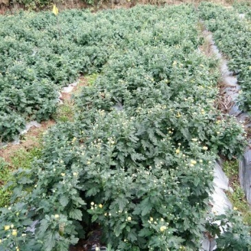 金丝皇菊茶特级