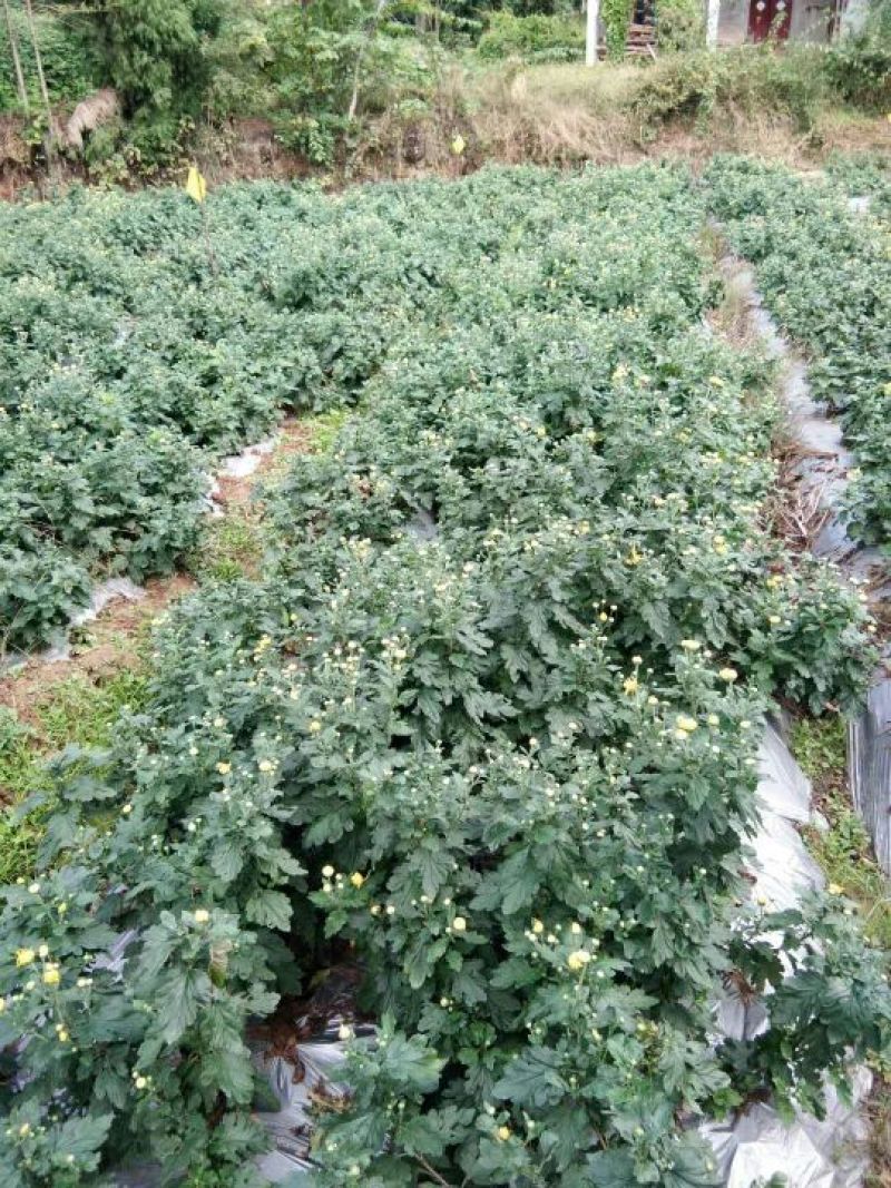 金丝皇菊茶特级