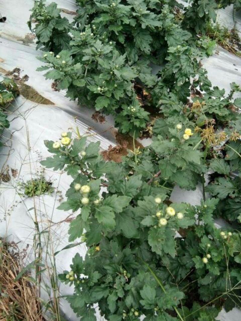 金丝皇菊茶特级