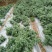 金丝皇菊茶特级