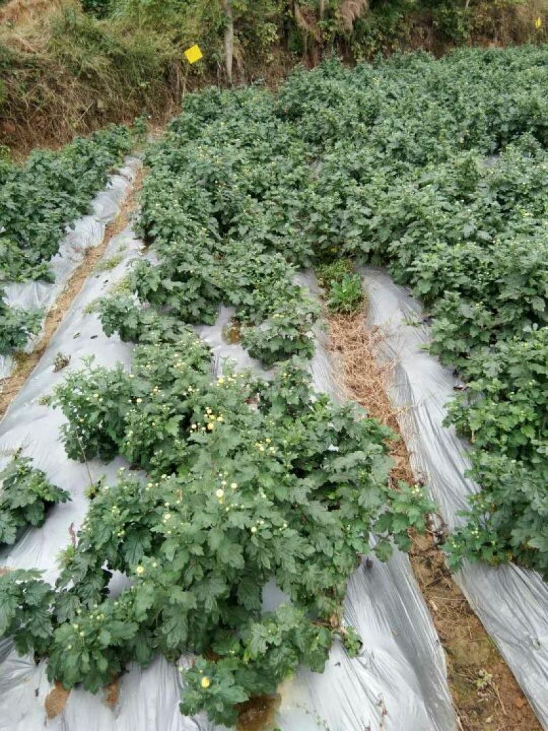 金丝皇菊茶特级