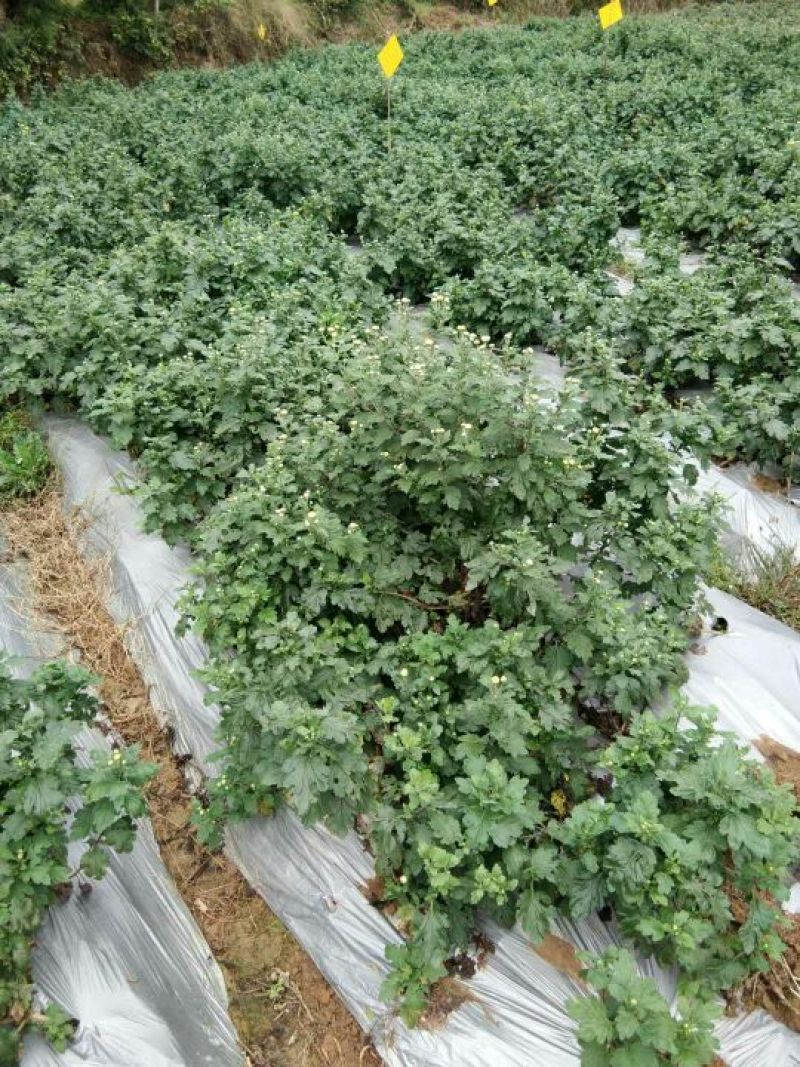 金丝皇菊茶特级
