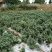 金丝皇菊茶特级