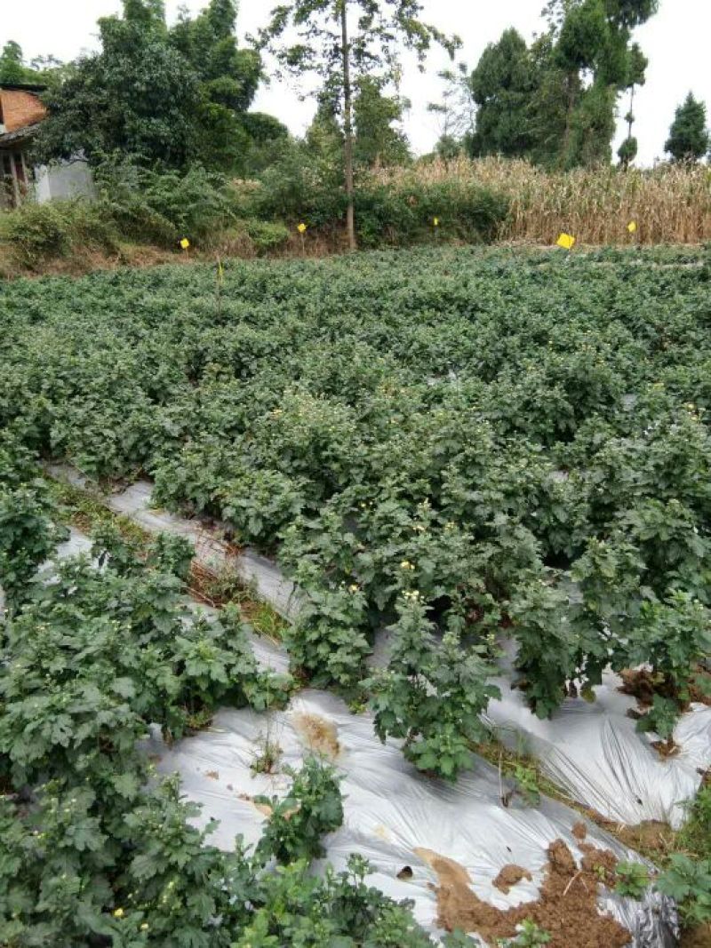 金丝皇菊茶特级
