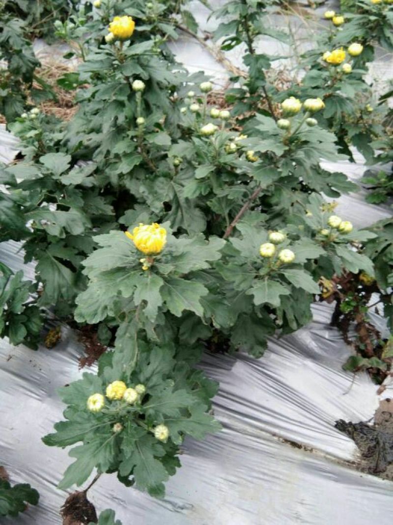 金丝皇菊茶特级