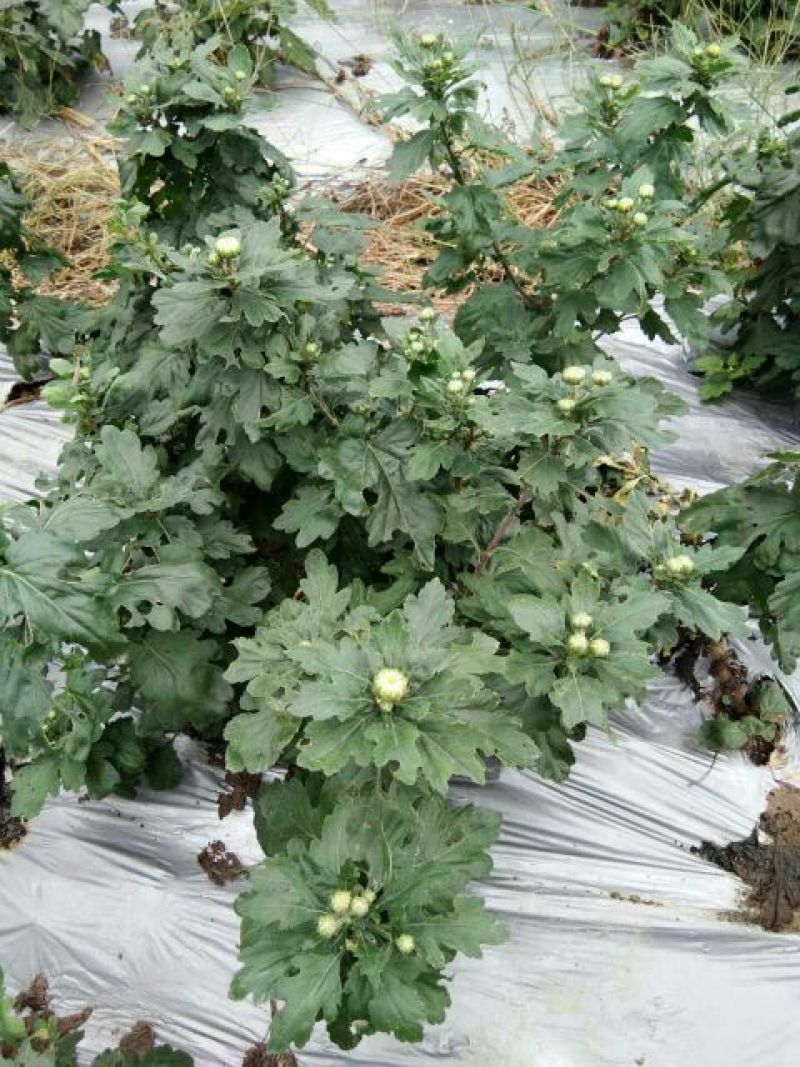 金丝皇菊茶特级