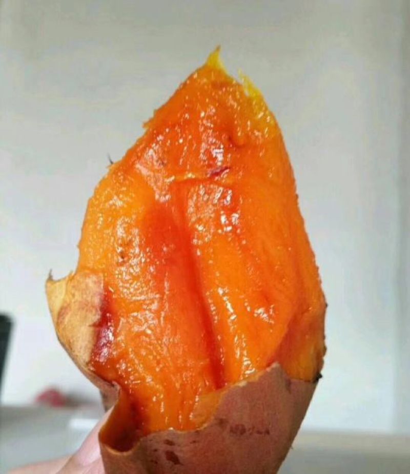 烟薯253两以上小红薯红心