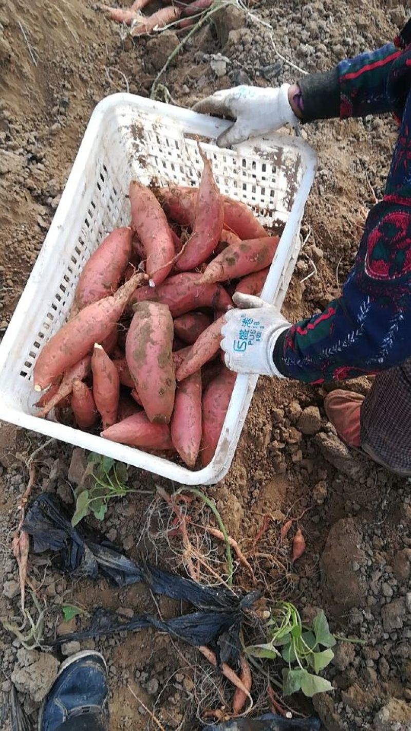 烟薯253两以上小红薯红心