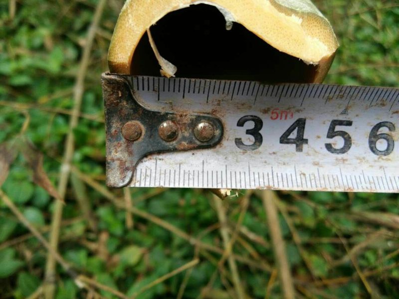 毛竹6cm以上6米以上
