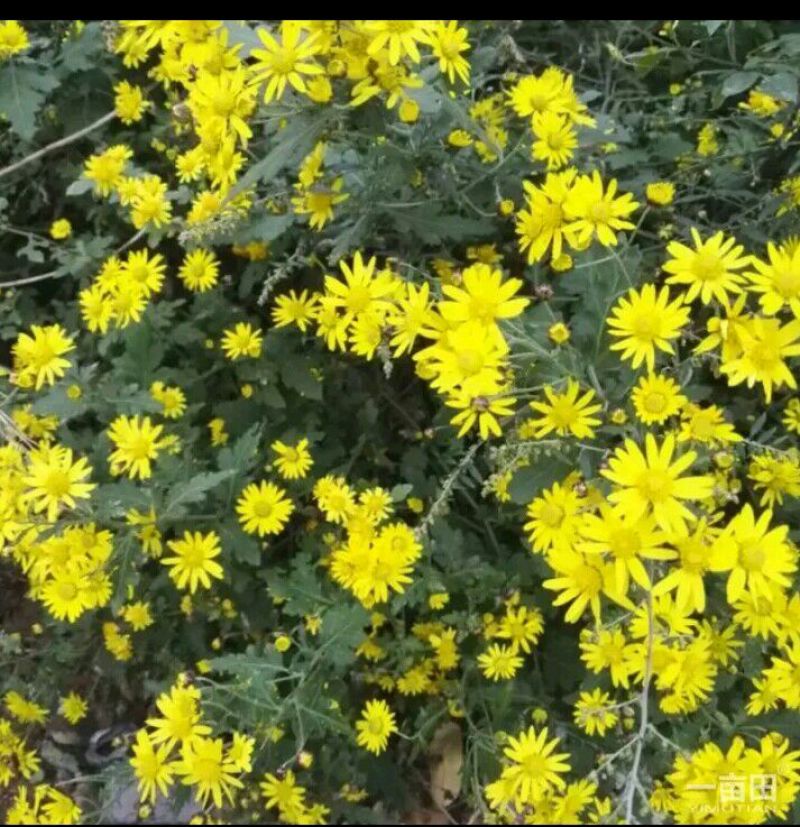 野菊花袋装