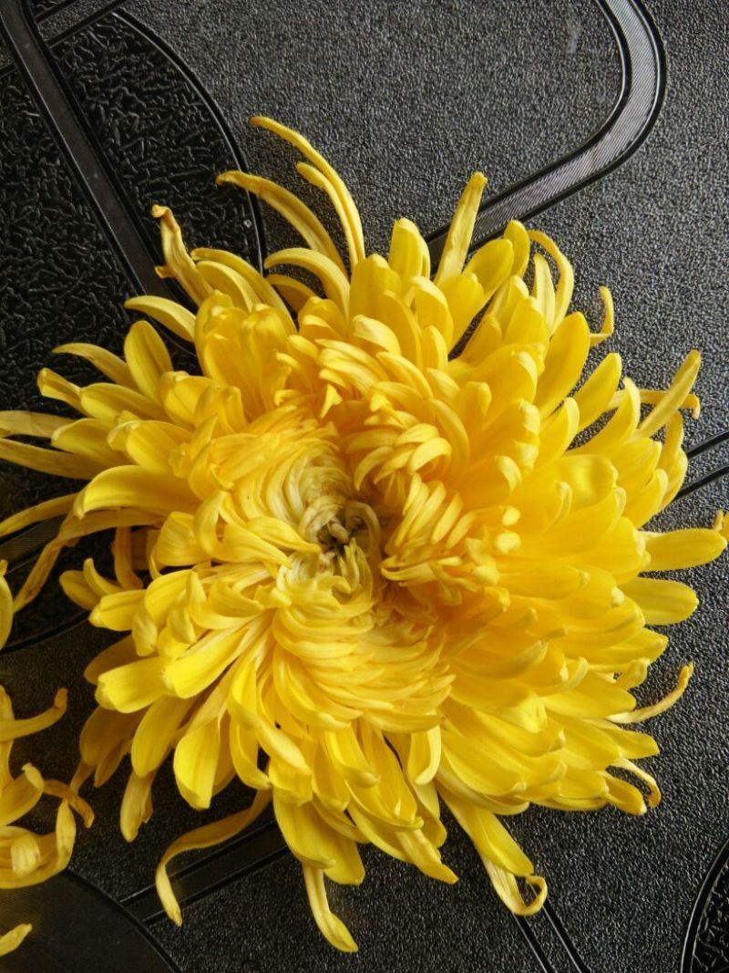 菊花茶特级