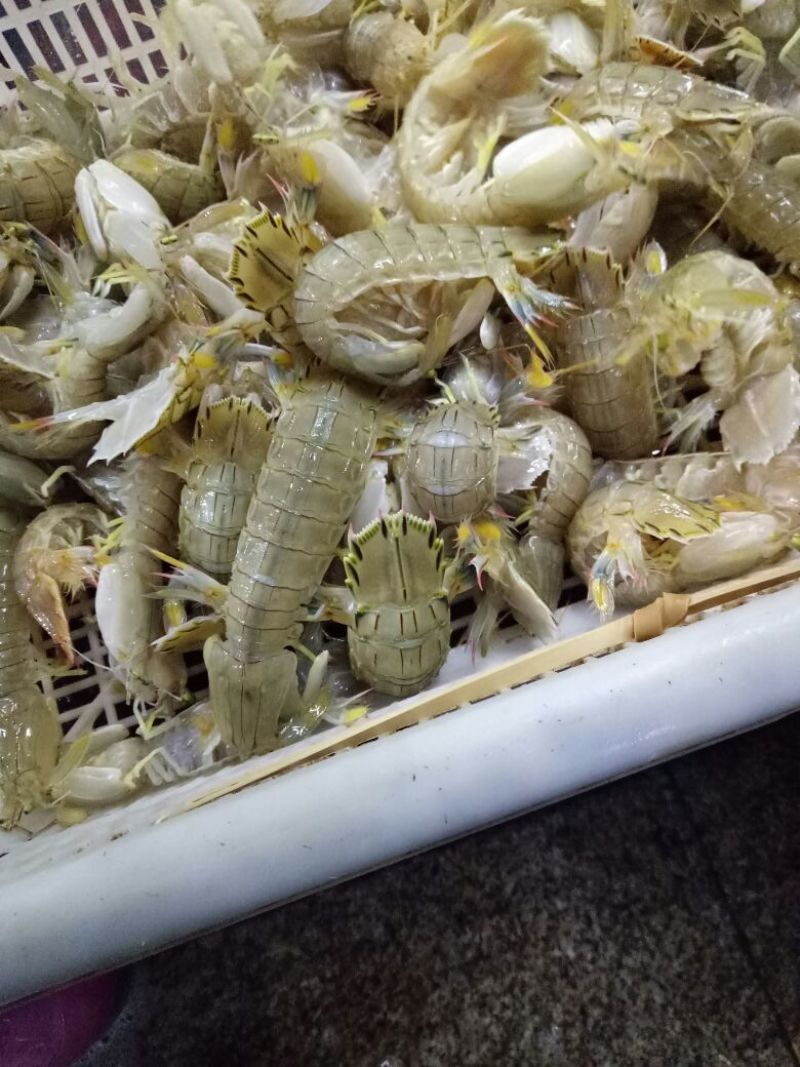 皮皮虾活虾