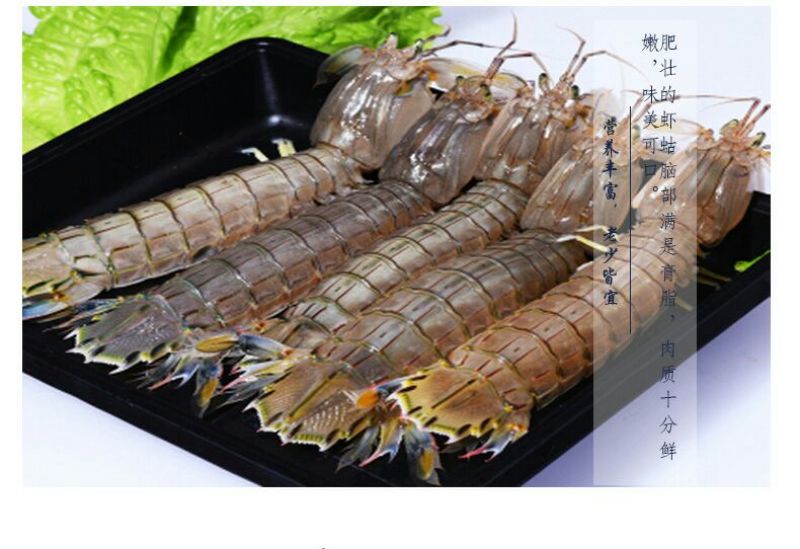 皮皮虾活虾