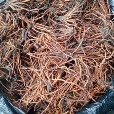 野蚕豆根，正品野生干货，野蚕豆灵芝，化血丹，