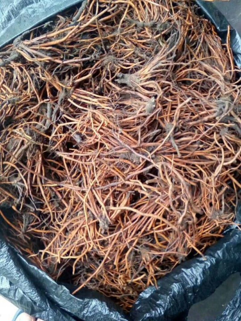 野蚕豆根，正品野生干货，野蚕豆灵芝，化血丹，