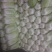 大白菜7斤以上毛菜
