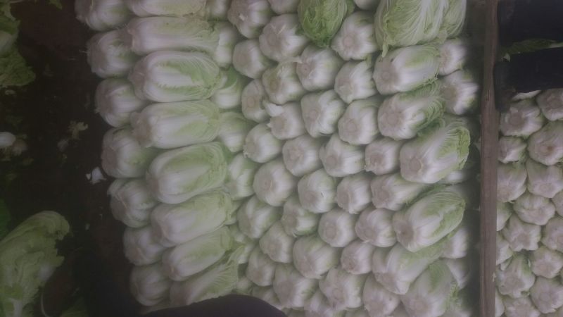 大白菜7斤以上毛菜