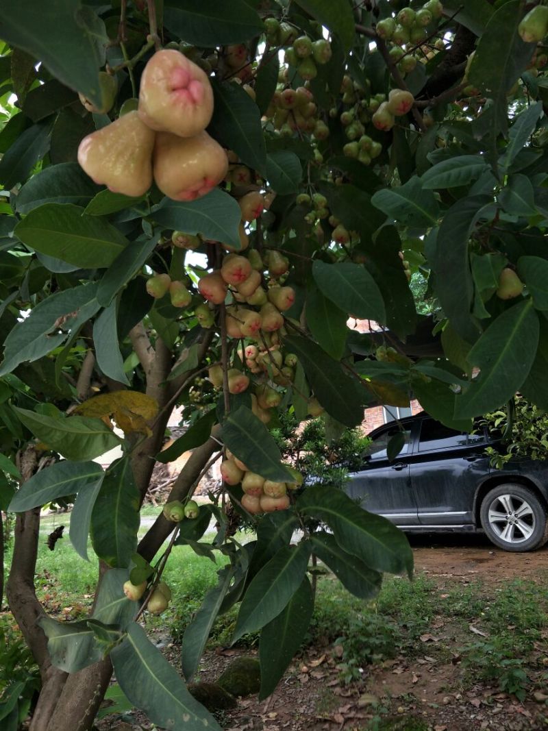 黑金刚莲雾苗大叶红莲雾苗黑糖芭比莲雾苗