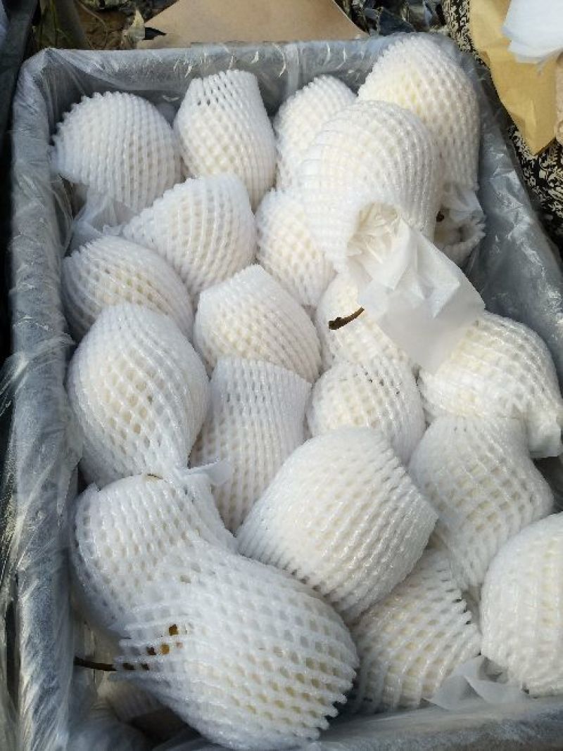 鸭梨河北水晶梨梨出口贸易对接边贸出口加工社区团购微商直供