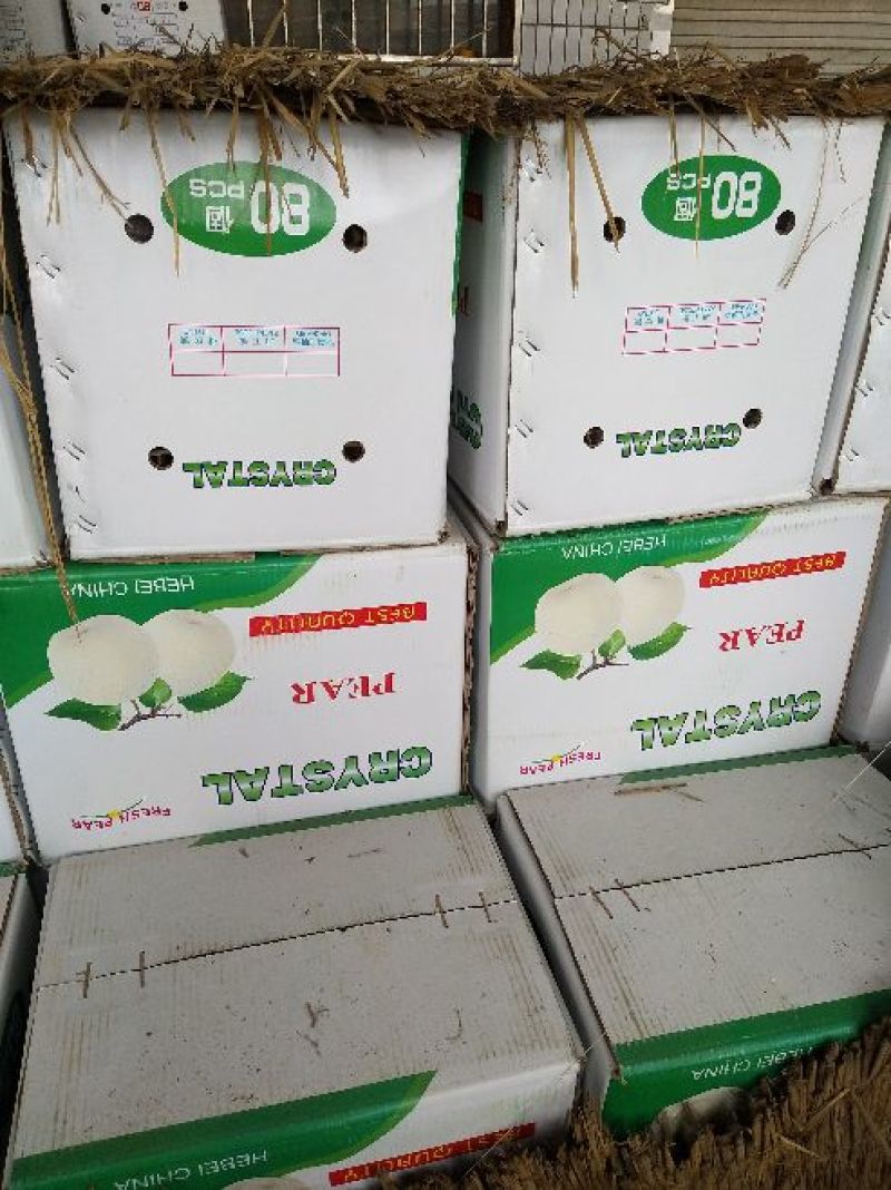 鸭梨河北水晶梨梨出口贸易对接边贸出口加工社区团购微商直供