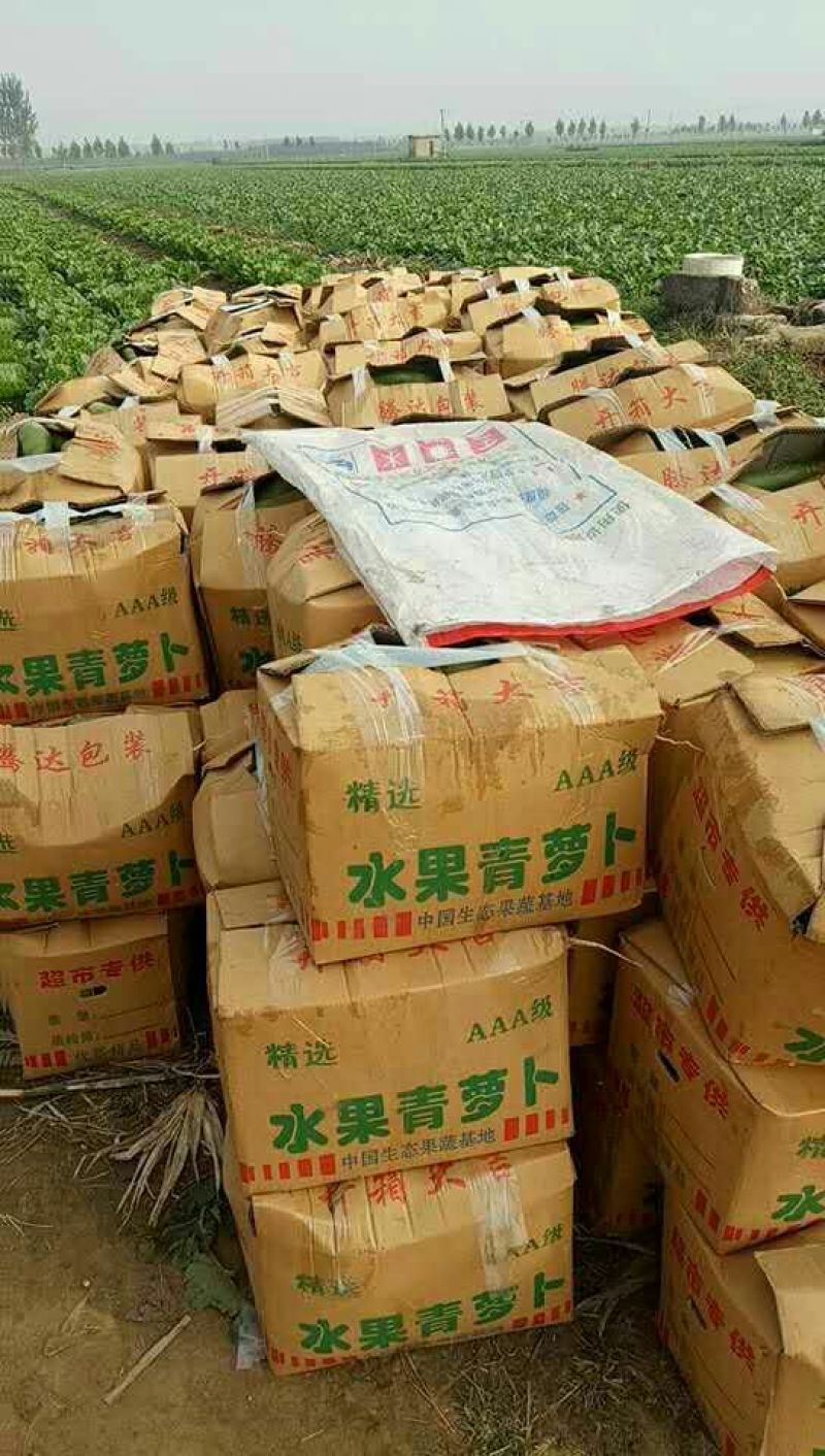 水果萝卜1~1.5斤起
