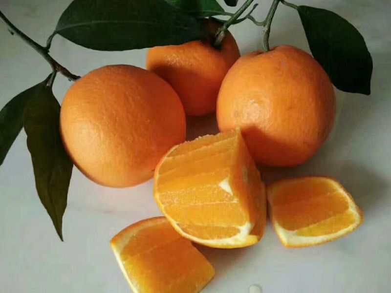 秭归脐橙，品种多多，价钱实惠，大量供应！