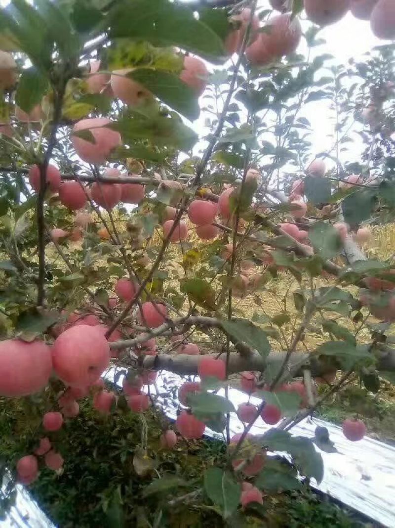 红富士苹果70mm以上纸袋
