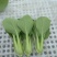精品青梗菜2两以上青菜精品大量上市，质量好，口感甜美，