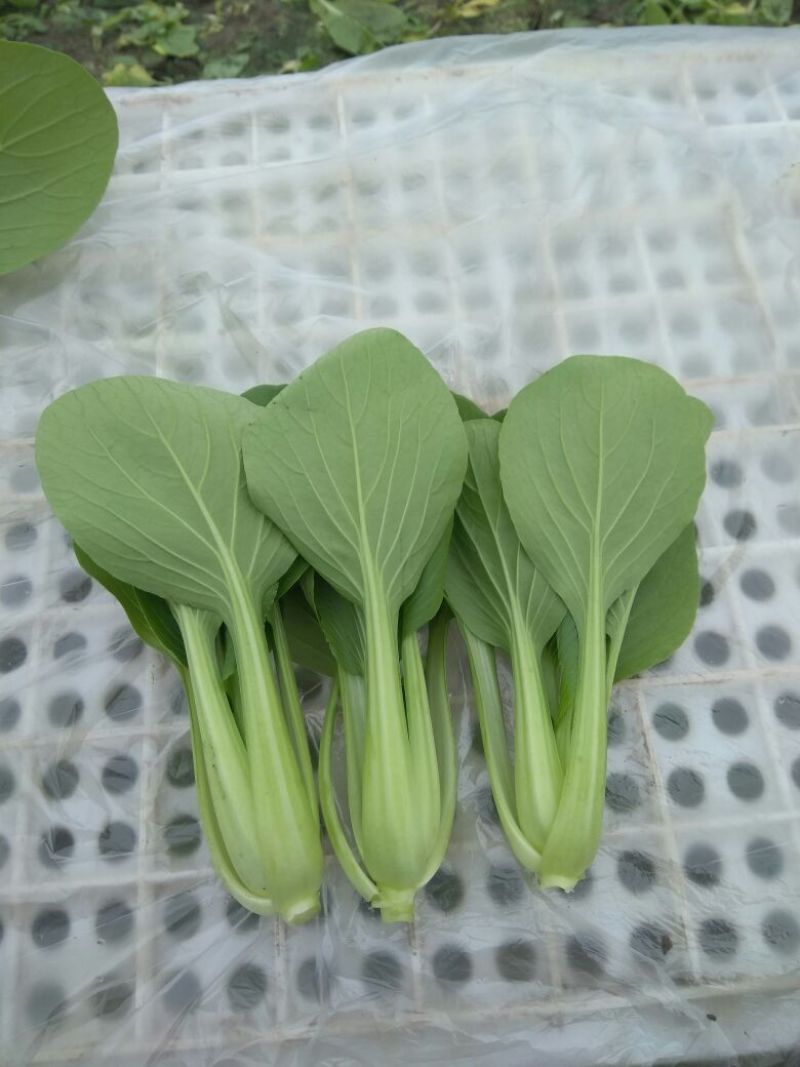 精品青梗菜2两以上青菜精品大量上市，质量好，口感甜美，