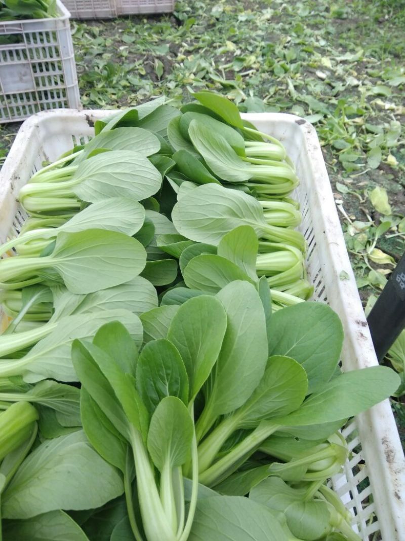精品青梗菜2两以上青菜精品大量上市，质量好，口感甜美，