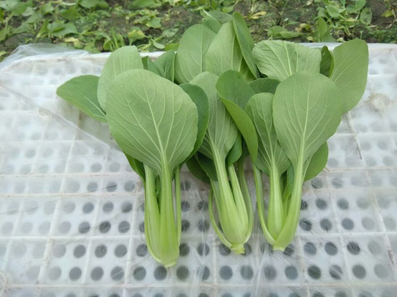 精品青梗菜2两以上青菜精品大量上市，质量好，口感甜美，
