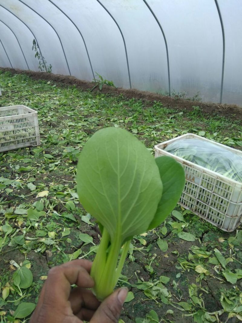精品青梗菜2两以上青菜精品大量上市，质量好，口感甜美，