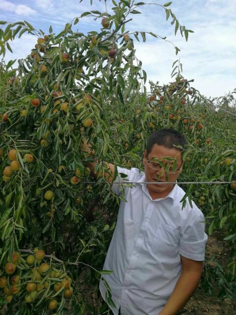 冬枣树苗80~110cm