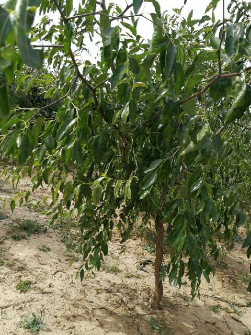 冬枣树苗80~110cm
