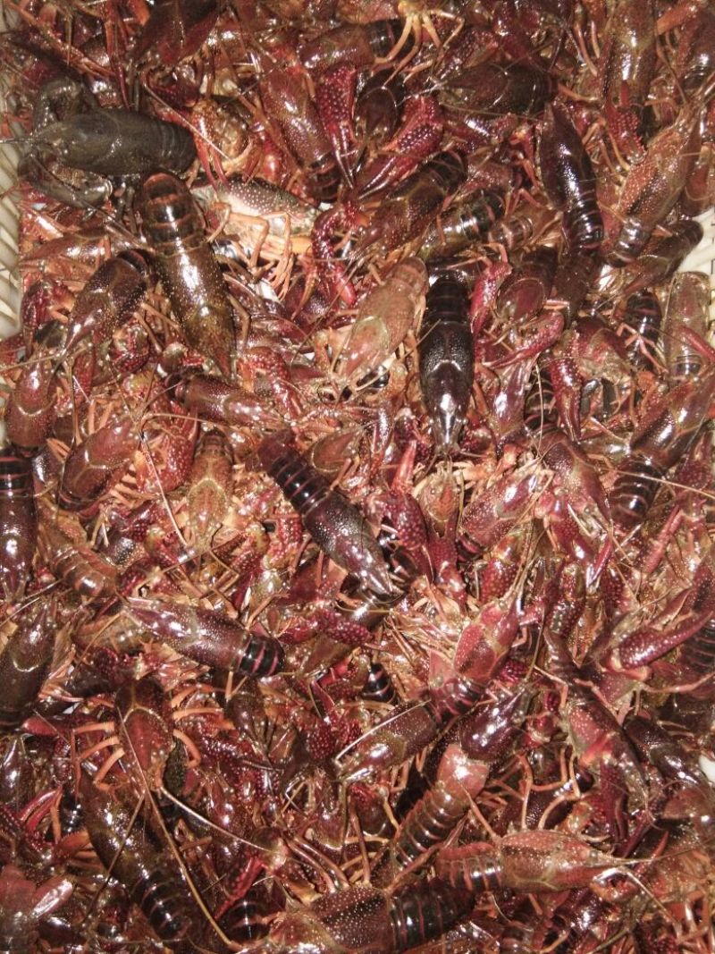 黄鳝食用活鱼