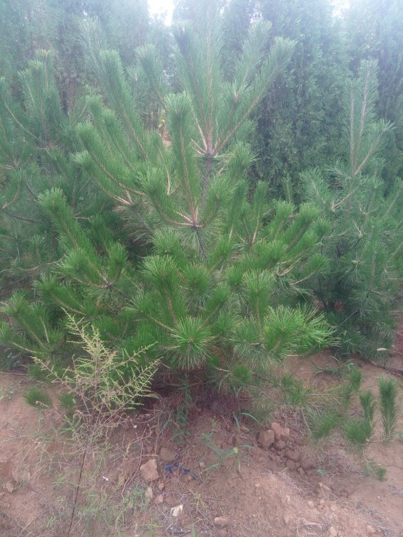 黑皮油松树苗80cm以上