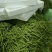 无筋豆20厘米以上