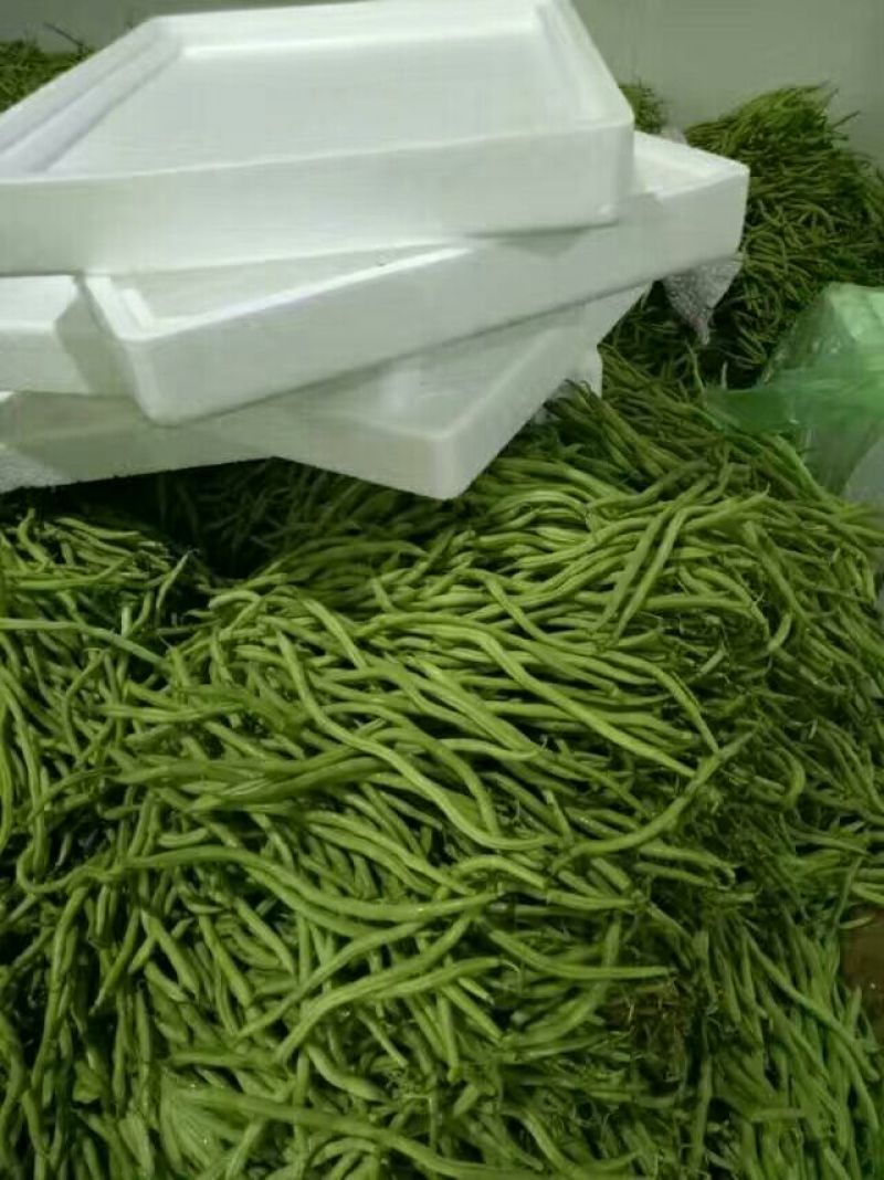 无筋豆20厘米以上