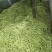 无筋豆20厘米以上