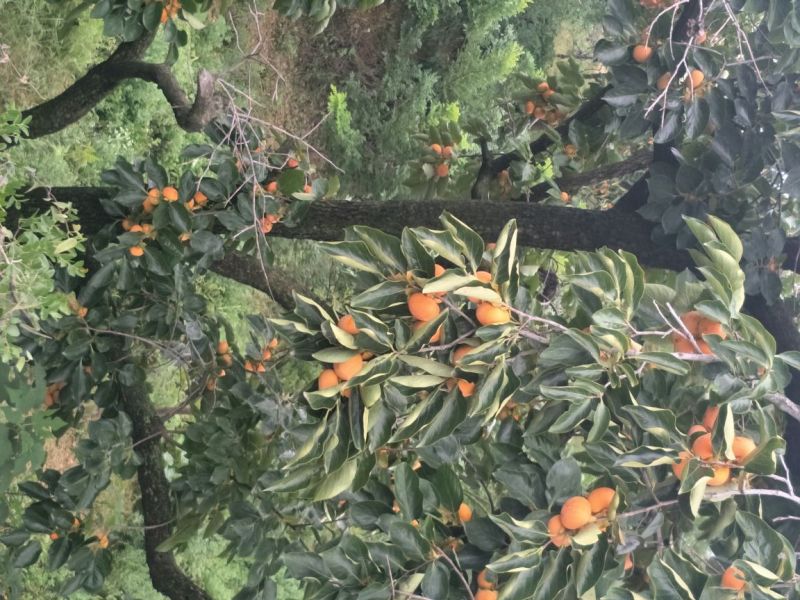 柿饼1~2两
