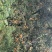 柿饼1~2两