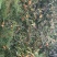 柿饼1~2两