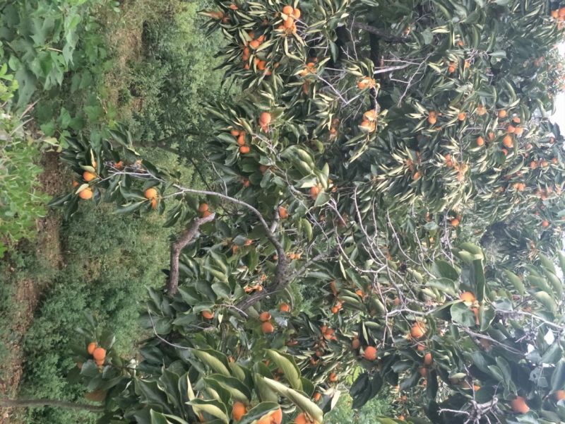 柿饼1~2两