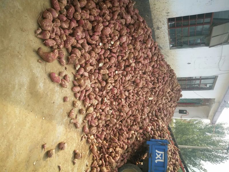 山东产地大量供应淀粉红薯19全通货加工薯
