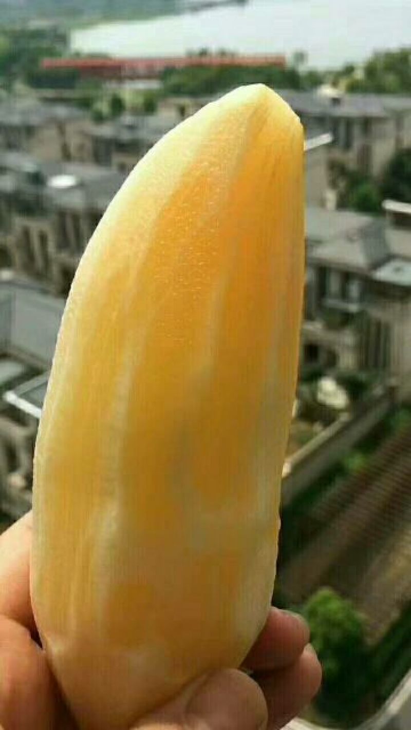 雪莲果3两以上