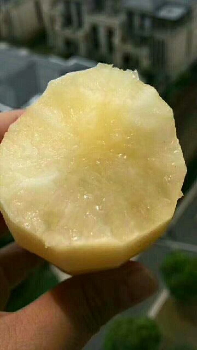 雪莲果3两以上
