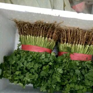 聊城香菜，铁杆青香菜，大量供应市场，电商货