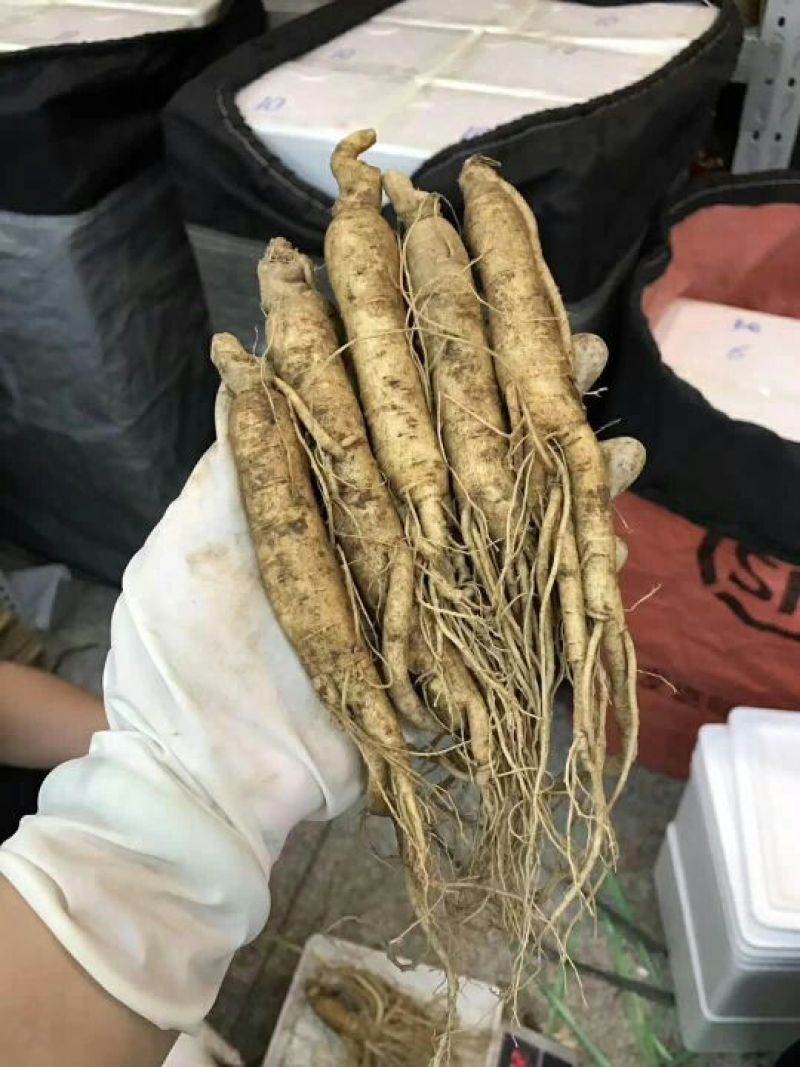 人参鲜