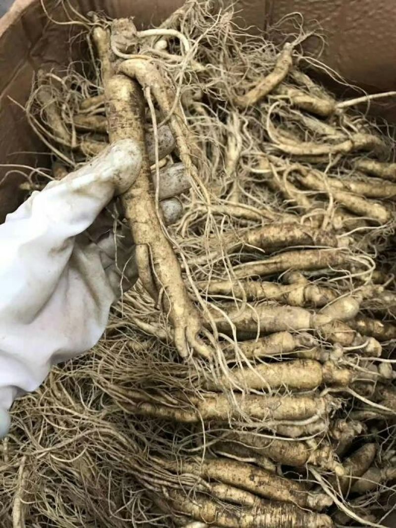 人参鲜